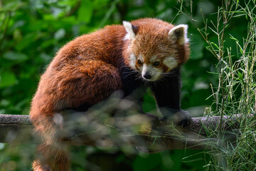 Fototapeta premium Red panda on a branch.