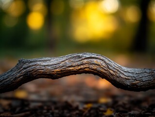 An old, gnarled branch with deeply grooved, abrasive bark, lying on the forest floor in an untouched natural environment