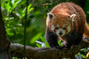 Red panda on a branch. © lapis2380