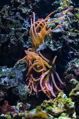 Sea clown fish in an anemone.