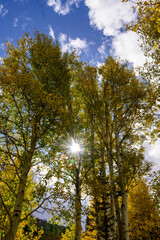 Obraz premium Fall colors in the mountains