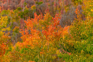 Fall colors in the mountains