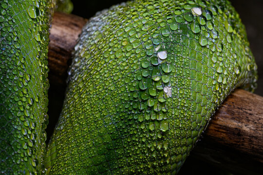 Drops of water on the skin of a tree python.