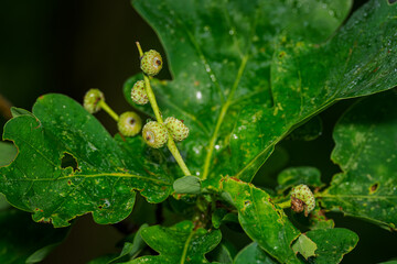 Young acorns on a tree.