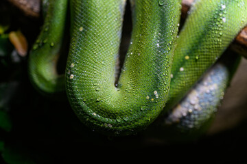 Drops of water on the skin of a tree python.