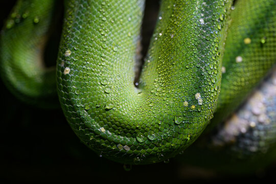 Drops of water on the skin of a tree python.
