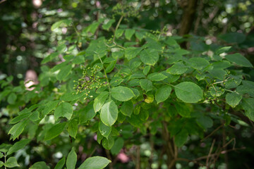 Green elderberry balls and leaves on plant.