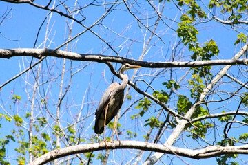 Heron in the Trees