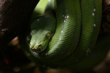 Detail of the head of a tree python.