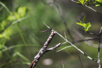 Dragon Fly