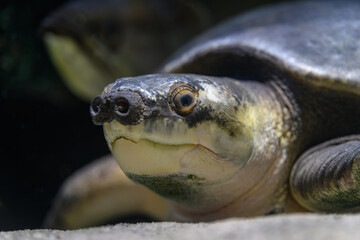 Obraz premium New Guinean carderka in detail on the head.