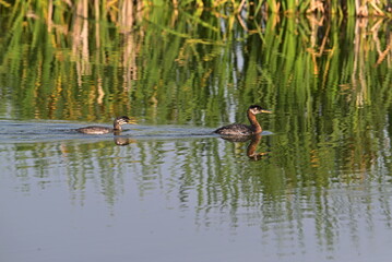 duck in the water, Grebe, cub