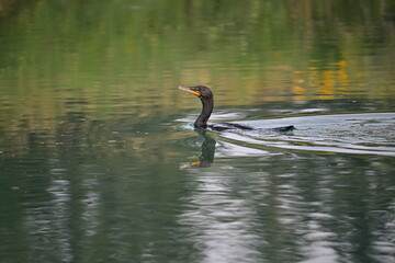 CORMORANT