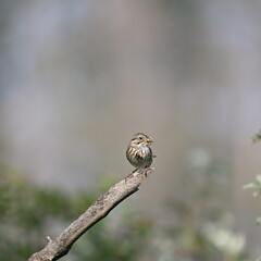 sparrow on a branch