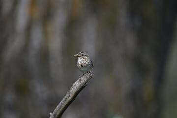 Sparrow on Branch