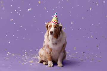 Cute Australian Shepherd dog in party hat and confetti on lilac background