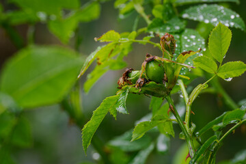 Drops of water on the green part of a flowered rose hip.