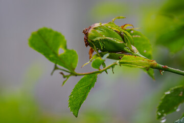 Drops of water on the green part of a flowered rose hip.