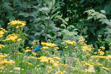 Indigo bunting male