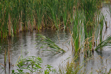 Raindrops falling on the surface of a pond with reeds.