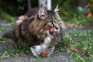 Eine hübsche Norwegische Waldkatze leckt sich nach dem Fressen den Mund