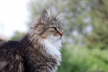 Eine h&uuml;bsche niedliche junge Norwegische Waldkatze