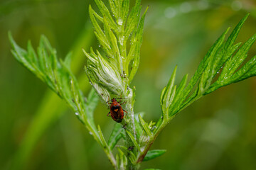 A small reddish bug on the green leaves of sagebrush after rain.