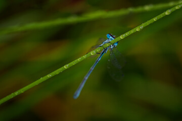 Blue awl on stem with raindrops.