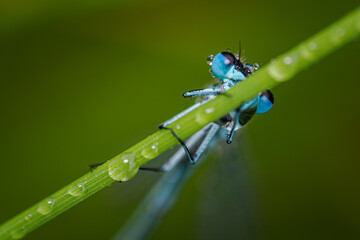 Blue awl on stem with raindrops.