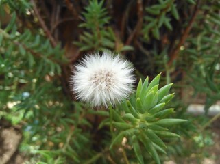 The beautiful Sonchus oleraceus in the outdoors
