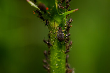 Black aphids on a green stem with raindrops.
