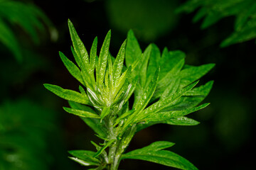 Green young and wet leaves of wormwood.