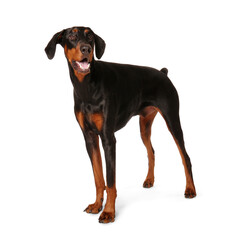 Obraz premium Cute Dobermann dog on white background