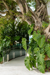 Fototapeta premium Plantas - Linda entrada em meio as plantas
