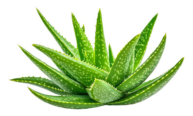 Aloe vera plant in bright light setting, cut out - stock png.