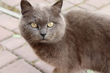 portrait of a cat