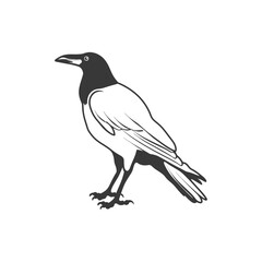 Obraz premium Black and white illustration of a crow standing on a white background