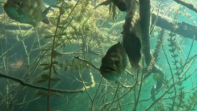 Two black bass fish swim among the branches of a submerged tree in a clear, blue-green lake, highlighting the underwater vegetation. Check the gallery for more black bass footages.
