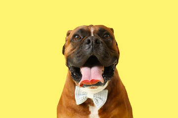 Cute boxer dog on yellow background