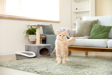 Cute Maine Coon cat with litter box and scratching post in living room at home