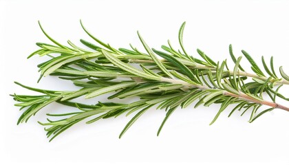 rosemary png rosemary leaf png salvia rosmarinus png rosemary top view png rosemary flat lay png aromatic herb of rosemary png