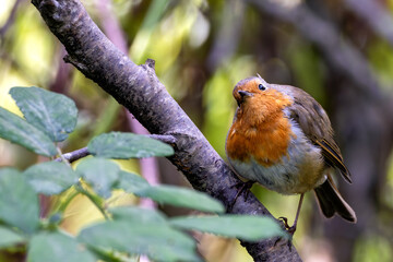 Robin Red Breast (Erithacus rubecula) in the English Garden, Munich, Germany