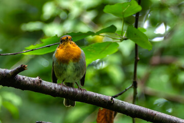 Robin Red Breast (Erithacus rubecula) in the English Garden, Munich, Germany