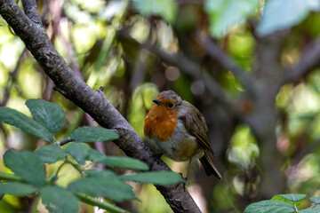 Robin Red Breast (Erithacus rubecula) in the English Garden, Munich, Germany