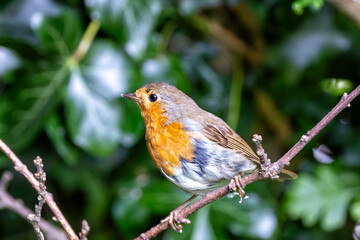 Robin Red Breast (Erithacus rubecula) in the English Garden, Munich, Germany
