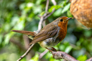 Robin Red Breast (Erithacus rubecula) in the English Garden, Munich, Germany