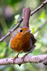 Robin Red Breast (Erithacus rubecula) in the English Garden, Munich, Germany