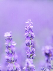 羊ヶ丘展望台のラベンダー