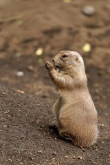 立ってエサを食べるプレーリードッグ