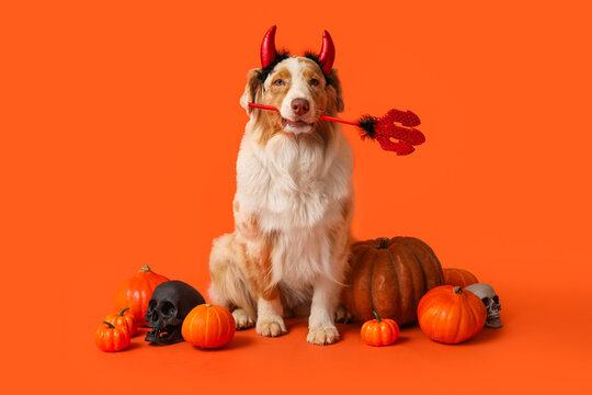 Cute dog with pumpkins and Halloween decorations on orange background - Powered by Adobe